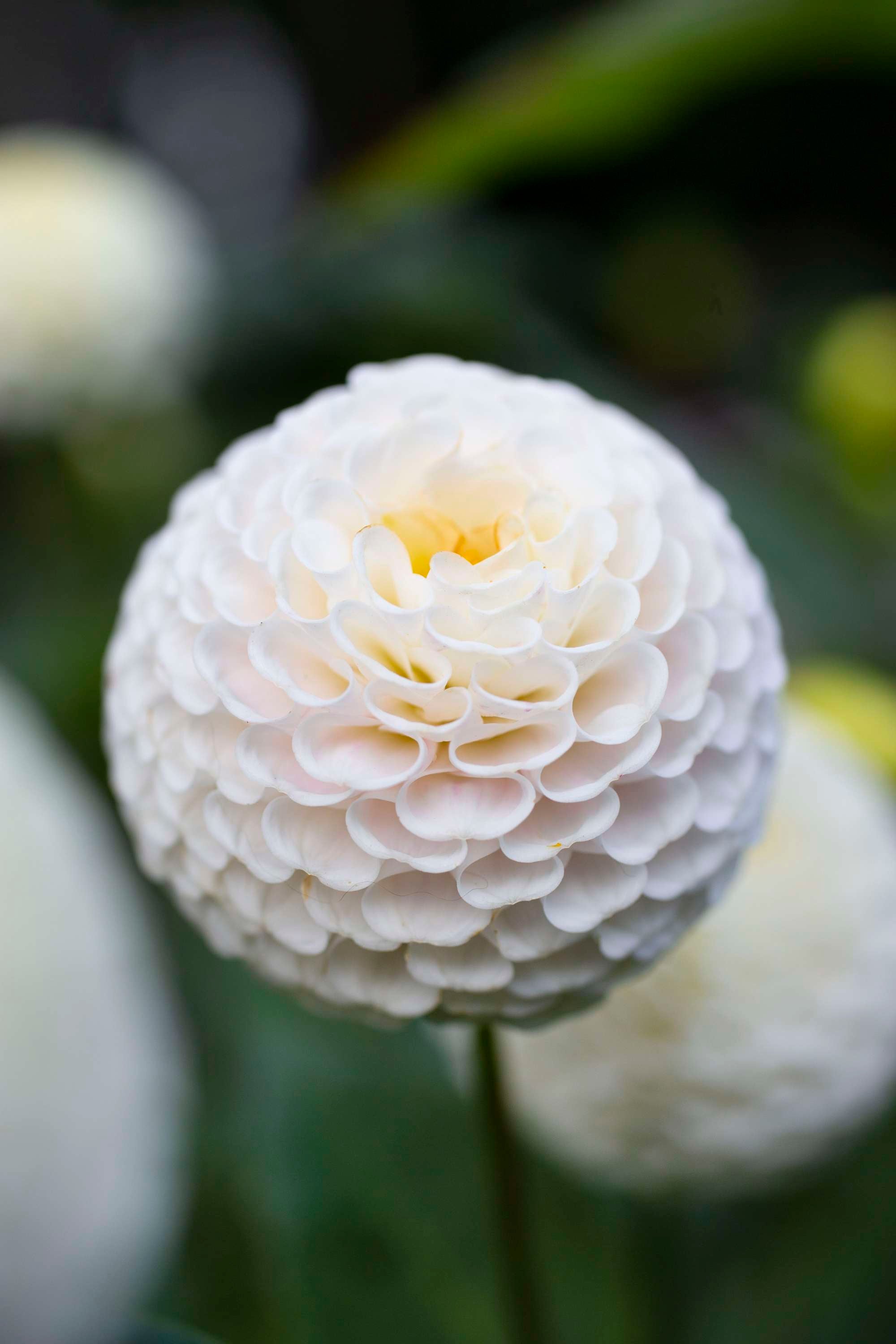 Dahlia 'Small World'